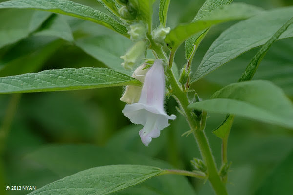 ゴマ 胡麻 ゴマ科 Sesamum Indicum 四季の山野草 花の写真館