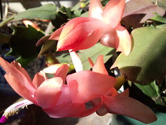 Thanksgiving cactus