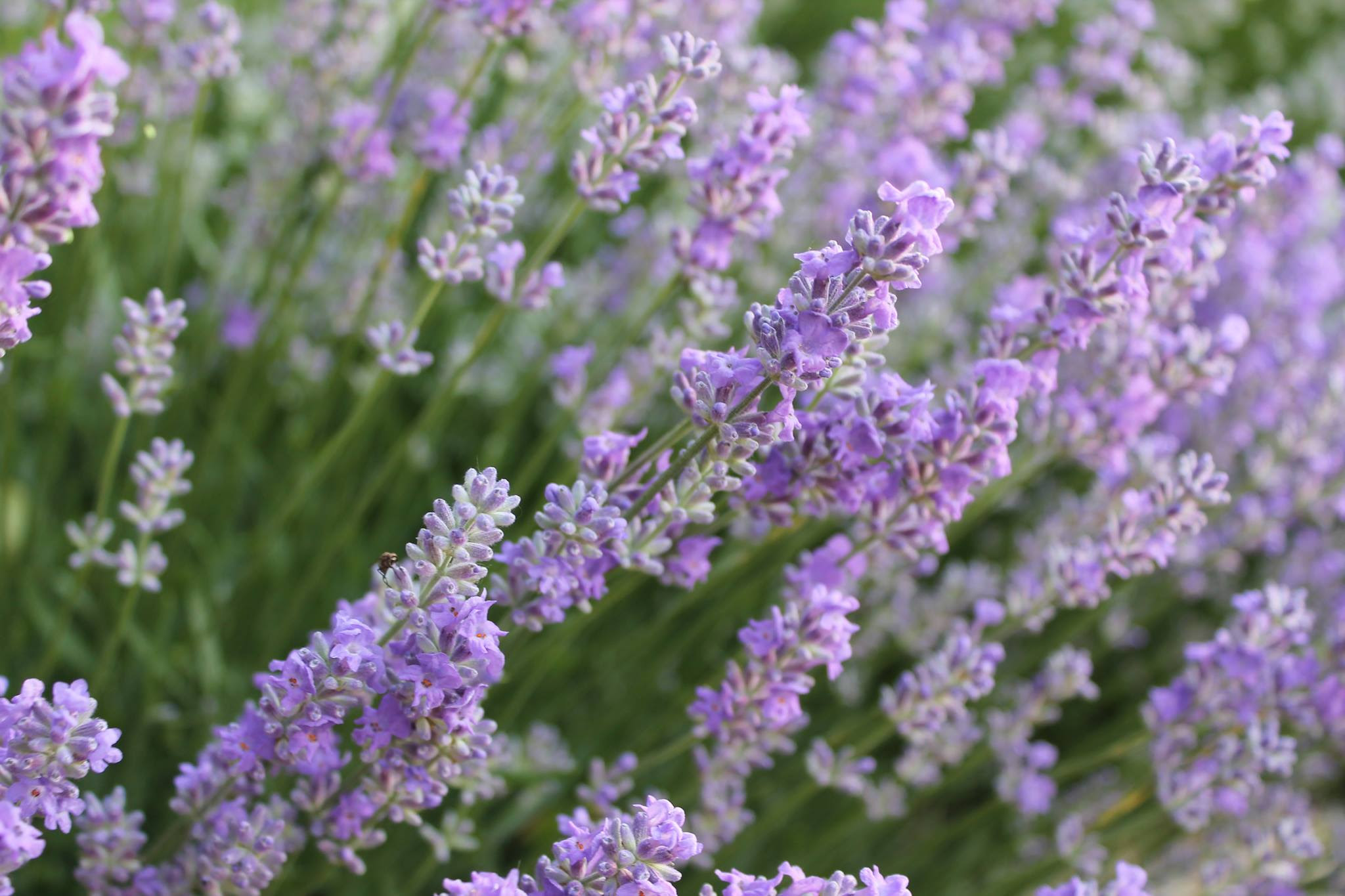 Lavender In Bloom