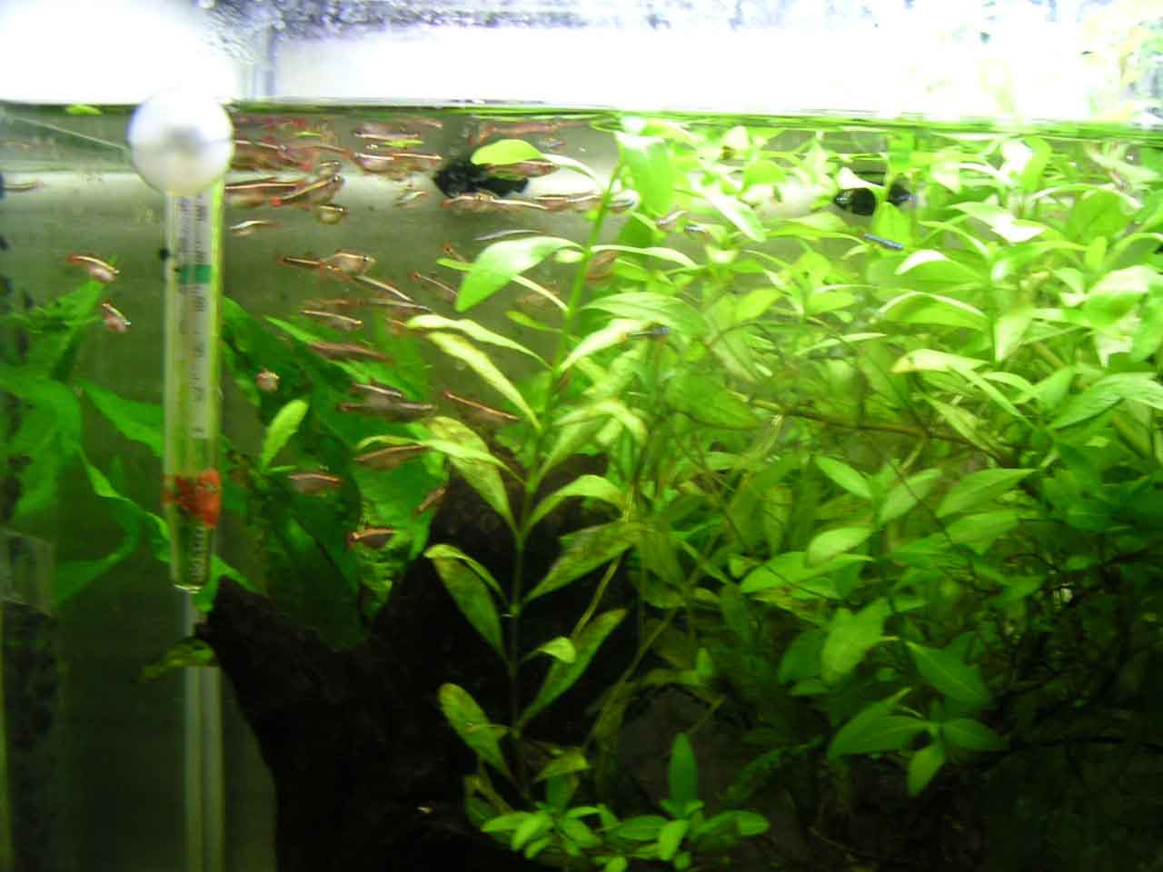 アカヒレの繁殖 アカヒレは コイの仲間で飼育や繁殖は簡単です 水槽のサイズは３０ から４０ 程度を用意する 他品種の魚は入れないこと 水流は緩やかにすること 温度は２０ ２５ 程度にしています 産卵はばらまきタイプなので １００