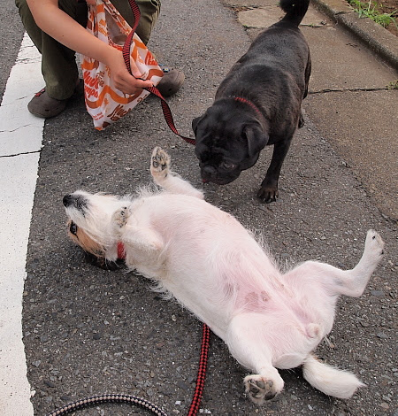 お腹を見せる 犬 かわいい犬のアニメ