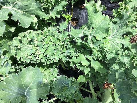 北海道北斗市 大山農園ブログ 青汁ケールを栽培中