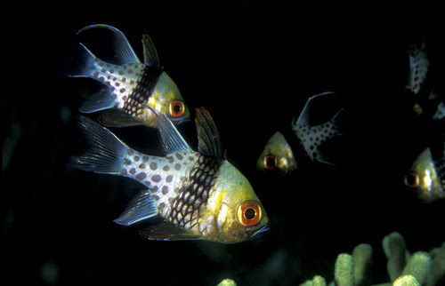 マンジュウイシモチの繁殖 時期や方法について 熱帯魚 淡水魚 海水魚の図鑑