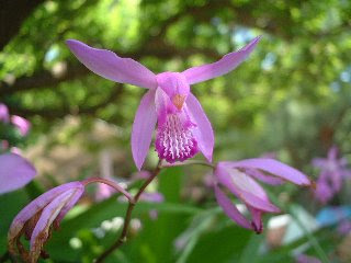 ５月１４日の誕生花は シラン 366日 誕生花の辞典 誕生日の花言葉の図鑑