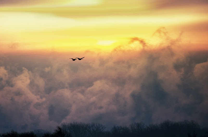 Dawn Flight