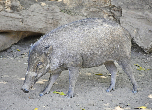 animals endangered