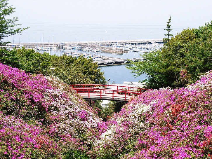 淡輪遊園のつつじ
