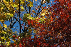 Dueling Maples