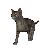43+ Top Info Cat 3d Animation Gif
