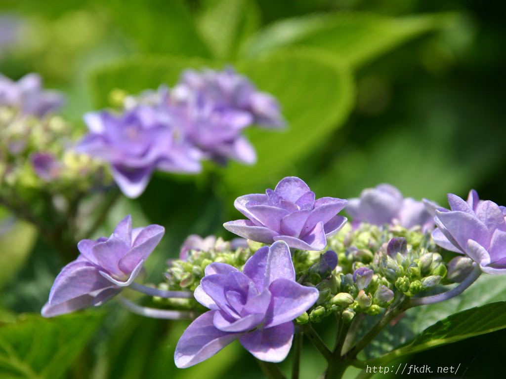 八重咲きの紫陽花 風景写真無料壁紙