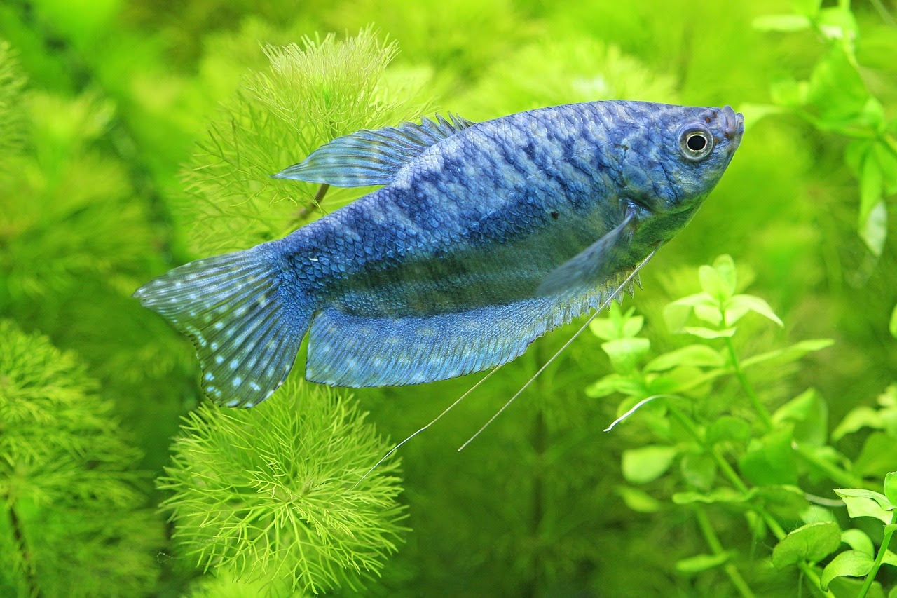 熱帯魚図鑑おすすめ人気ランキング14選 美しい熱帯魚が知れるアプリも 絵本スペース