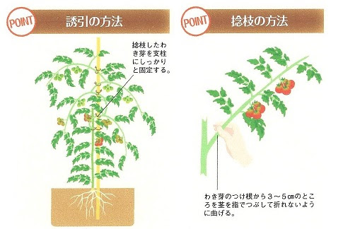 とまとの整枝 連続摘芯栽培 スーの家の自然栽培で家庭菜園12ヶ月