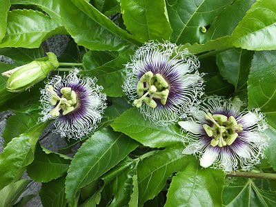 パッションフルーツの育て方と開花 受粉 収穫までの観察