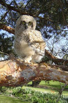 Owlie Scowlie