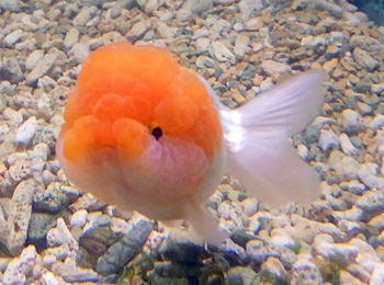 上品な泳ぎやブサかわいさが魅力の金魚 らんちゅうの飼い方