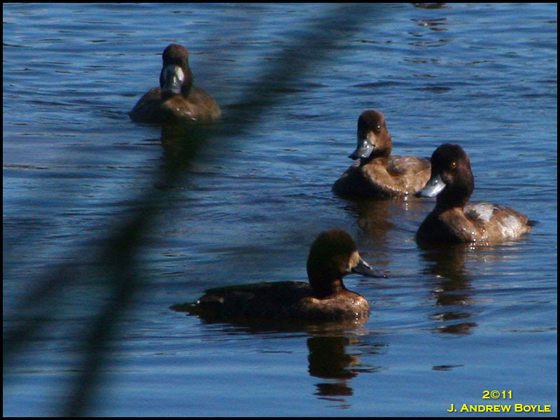 Lesser Scaup