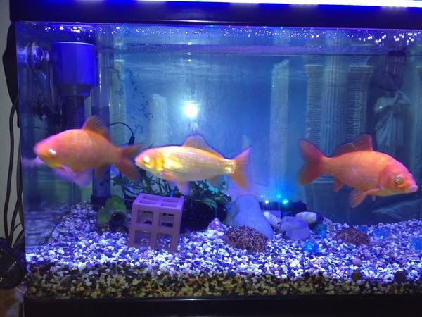 水槽のバックスクリーンと色落ち そして自作もあり 適当金魚
