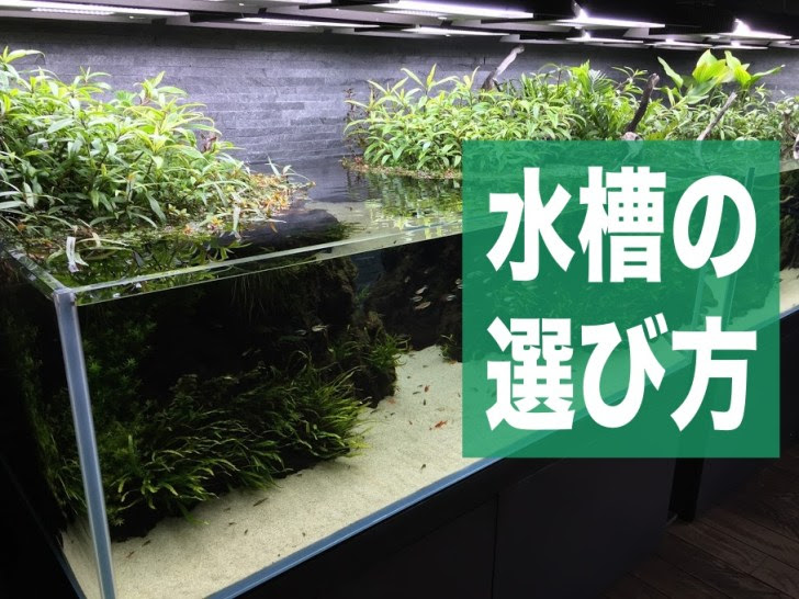初心者にオススメ 失敗しないアクアリウム用の水槽の選び方 Aqua24アクアリウム