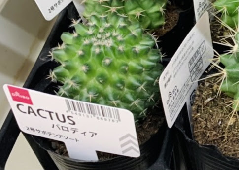 100均 多肉植物 ダイソーで手に入る おすすめの種類4選 ここねあんてな