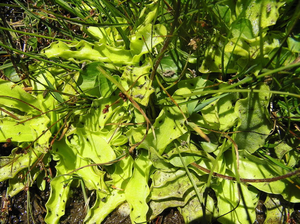 P1240050.jpg