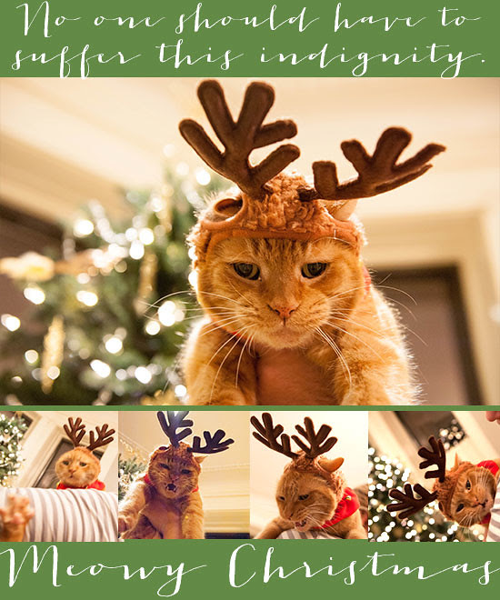 MeowyChristmas