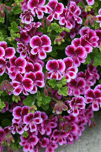 pelargonium veronica contreras close