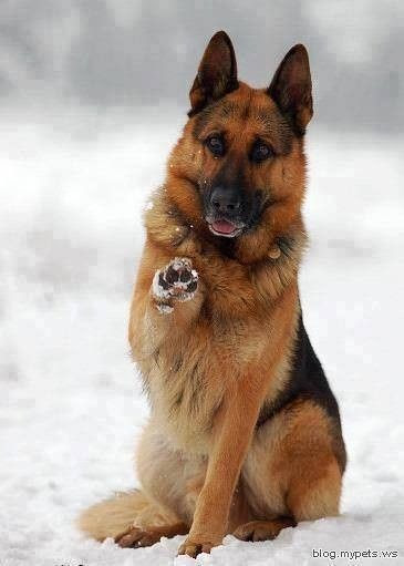 Berger Allemand