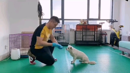 教狗狗关冰箱门 训犬师教你一招轻松学会 哔哩哔哩 つロ干杯 Bilibili