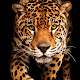 Jaguar Animal Images Download