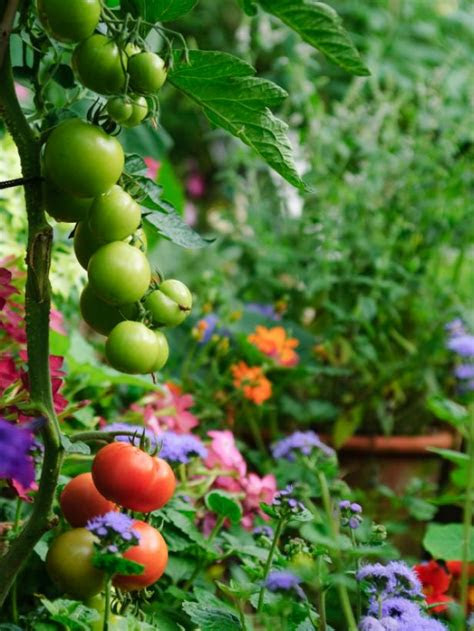 Struggling to find fruits that will grow in the shade? Edible Landscaping: Growing Your Own Food | HGTV