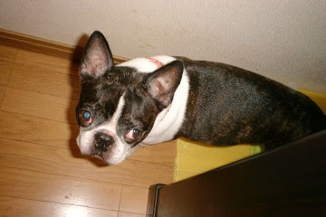 犬 輸送 犬の輸送 引越し