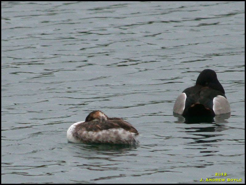Horned Grebe