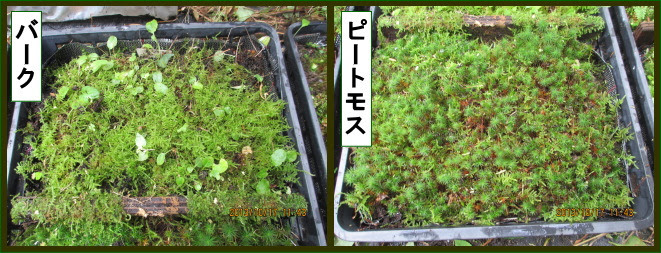 苔の研究レポート スギゴケ研究 日本苔技術協会