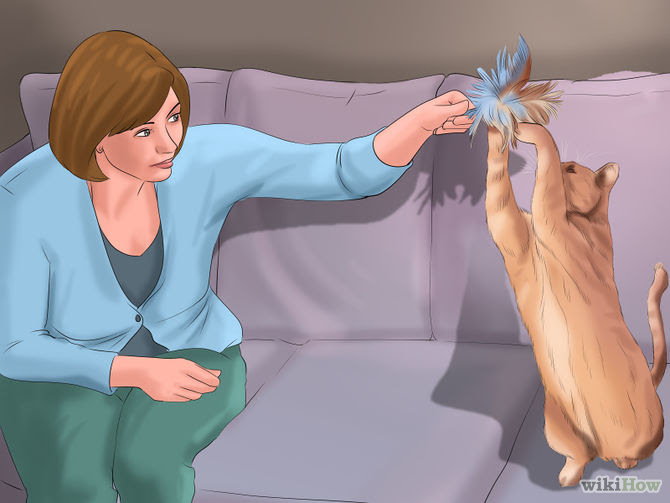 Take Care of a Cat Step 3 Version 2.jpg
