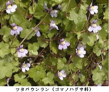 フォトエッセイ 春の野草たち