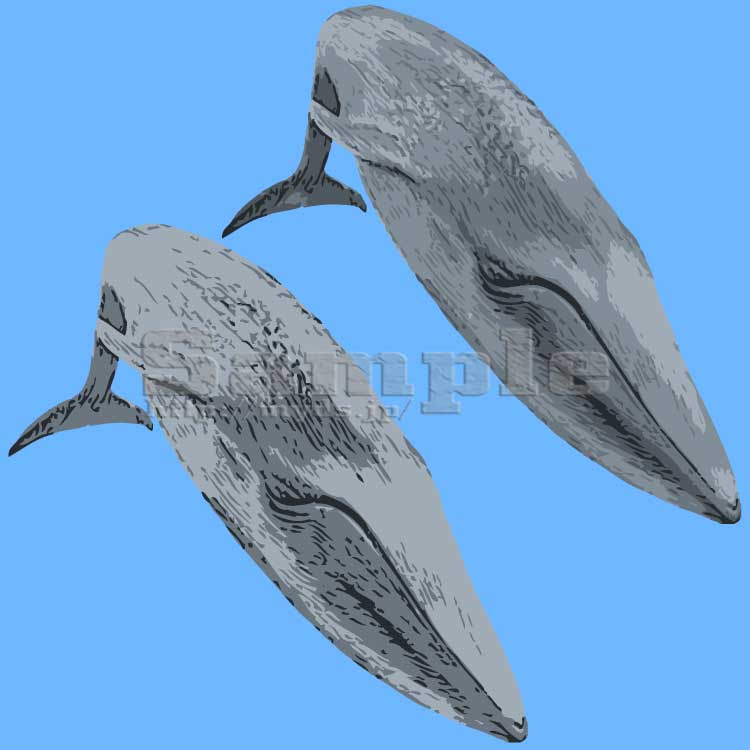 白長須鯨 しろながすくじら No 055 リアルシロナガスクジラのイラスト アイコン 条件付フリー素材集 スマホなど携帯電話対応