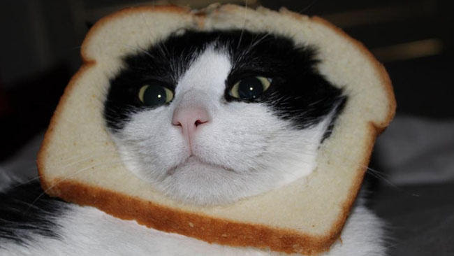 [Image - 243045] | Cat Breading | Know Your Meme