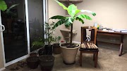 34+ Small Indoor Banana Plants