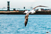 LIVERPOOL - Bird looking at my camera