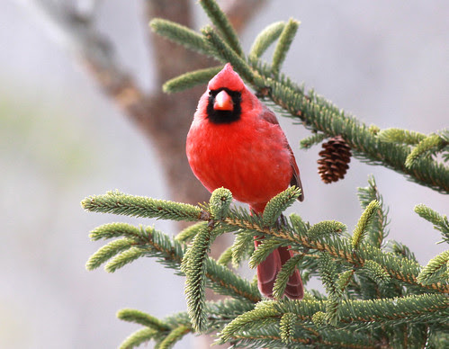 Northern Cardinal closeup
