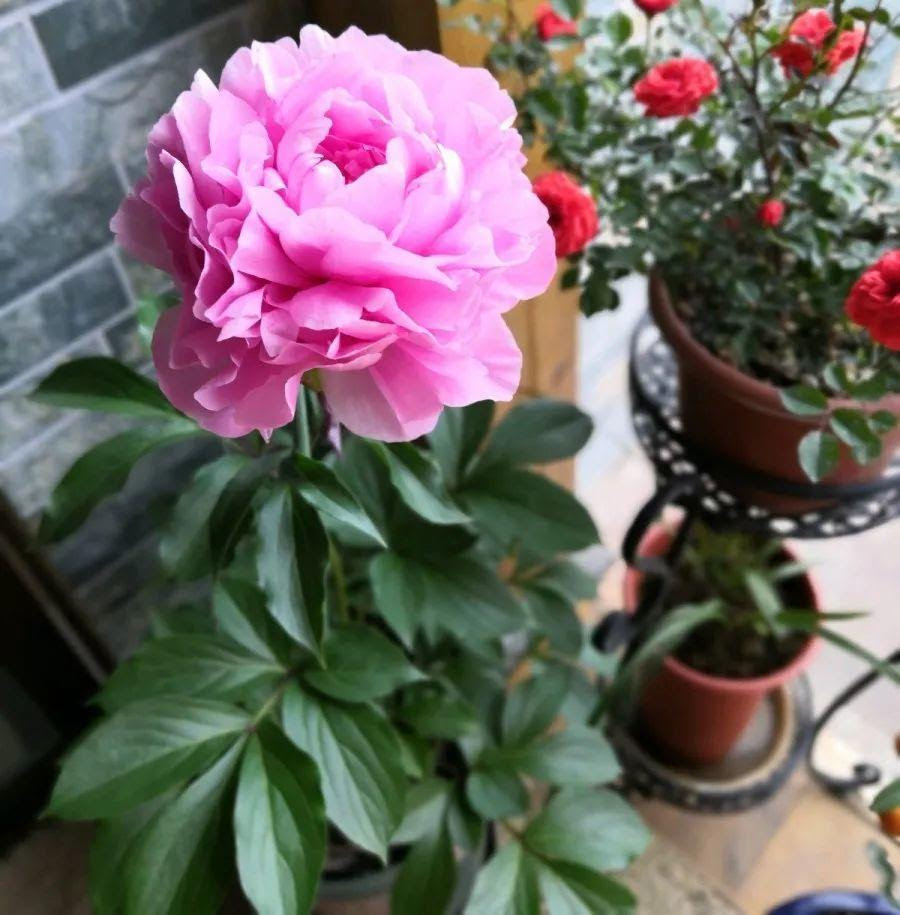 这4种花 就得大盆种 盆越大根越粗 越长越