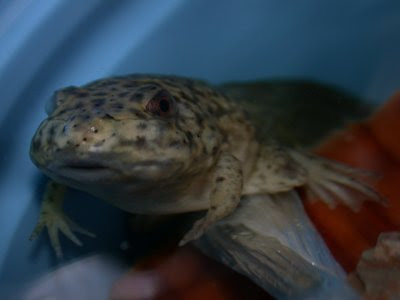 おたまじゃくしの足も４本揃う 樹木の四季 管理人の気ままな記録