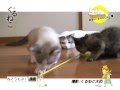 √100以上 くる ねこ 新刊 134519