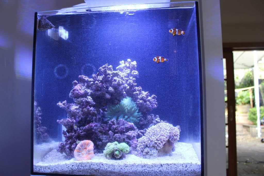 setup kitchen mcdonalds Way The Reefing Forums Australian topic View â¢