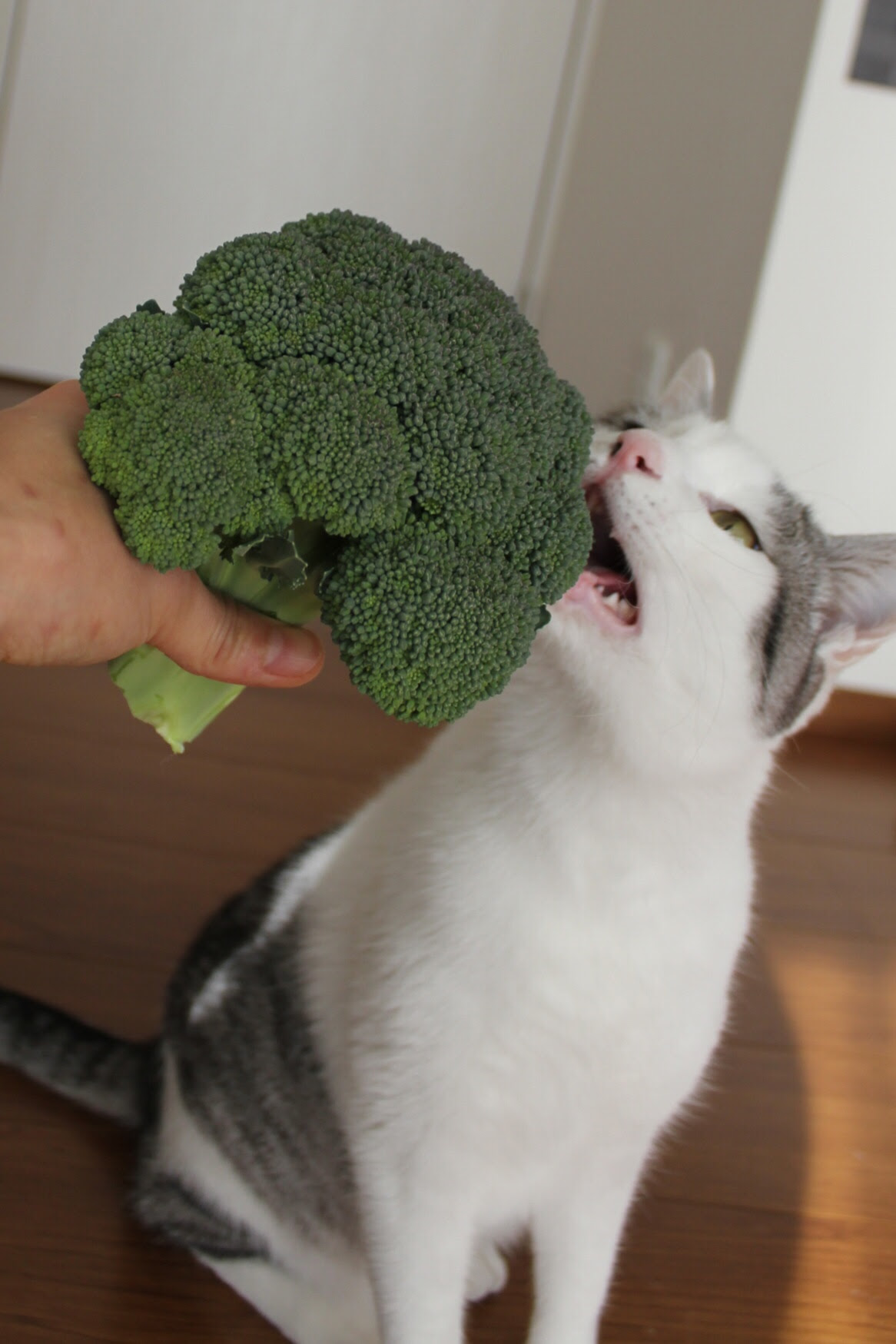 猫ずら ブロッコリー