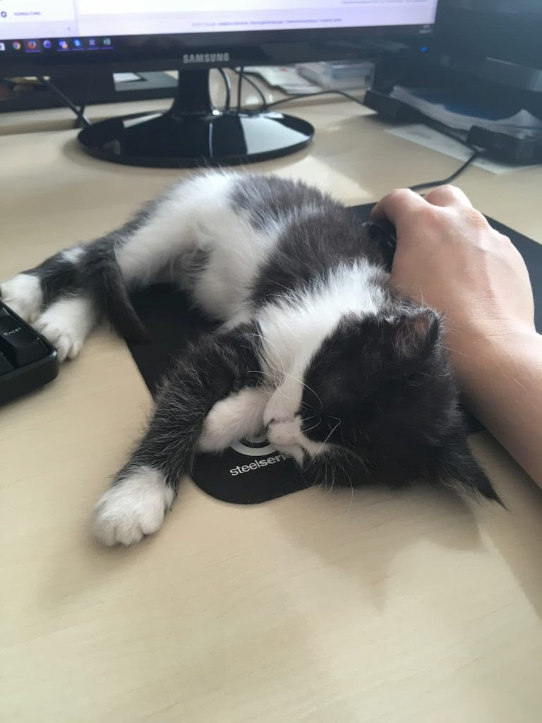 Ein Katzenbaby Gefunden Was Tun Gute Esser