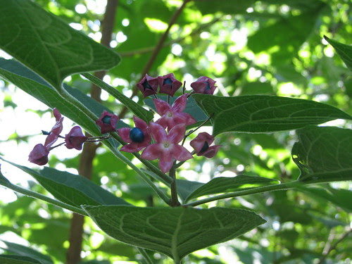 Harlequin Glorybower Seedpod