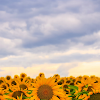 Sunflower Backgrounds For Iphone
