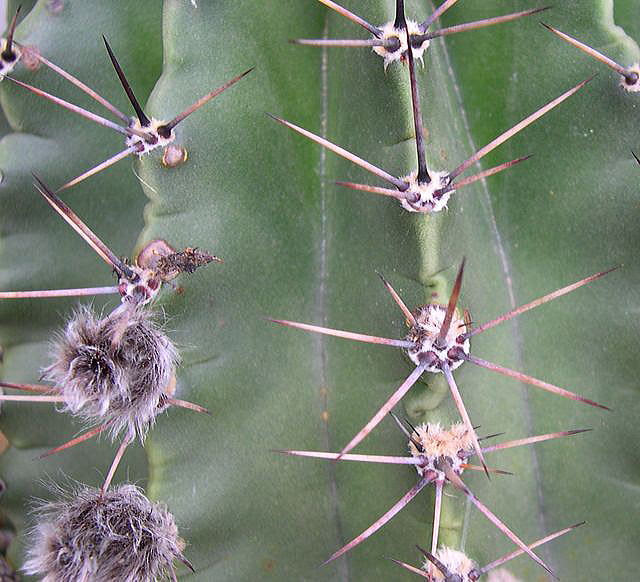 花の詩ずかん サボテン 花盛丸