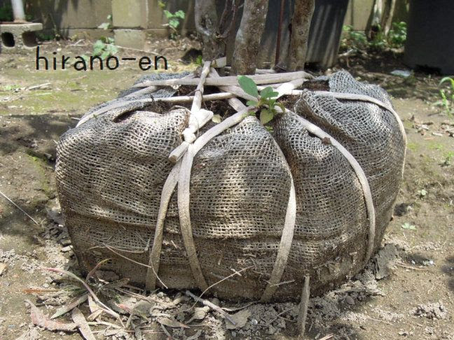 根巻きの布について 植木屋 Yome Blog